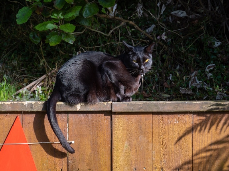 Mandalay cat sitting on the fence