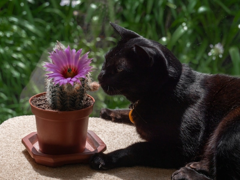 Mandalay cat smelling the flower