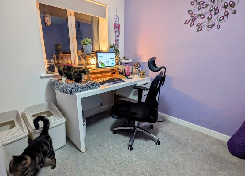 My desk beside the cat's latrine