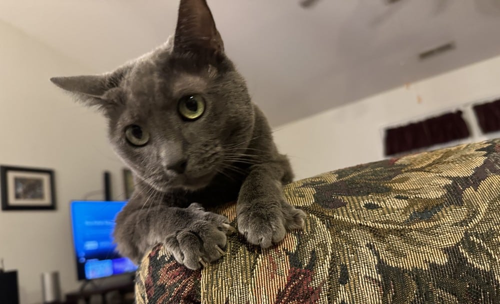 Olga popping her head over the chair