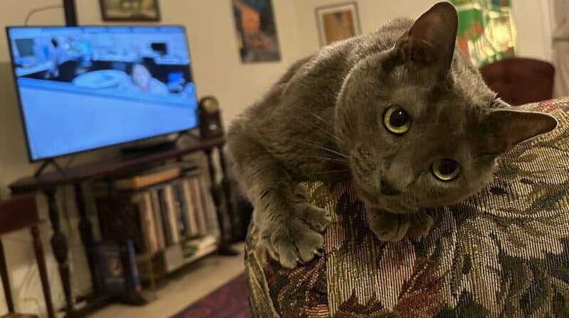 Olga the cat leaning over couch while watching TV