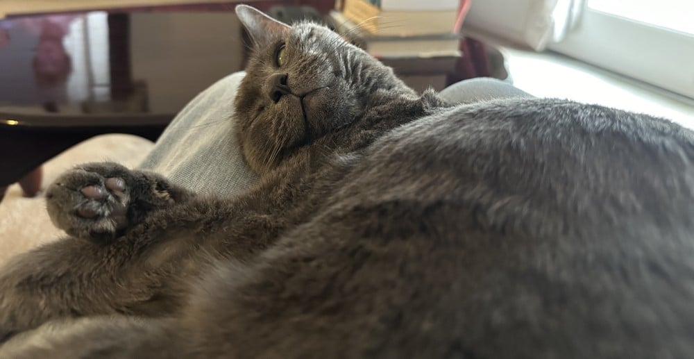 Olga the cat lying on lap