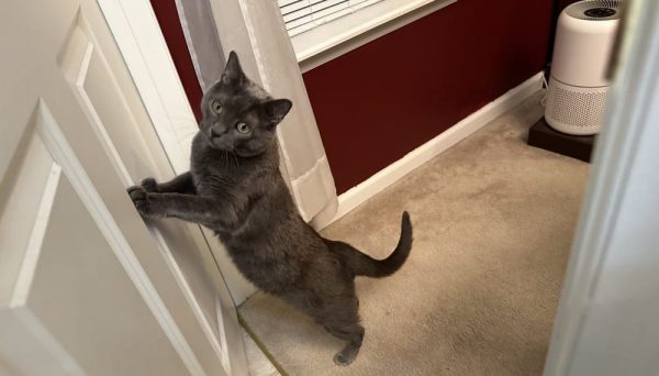 Olga with her paws on the door