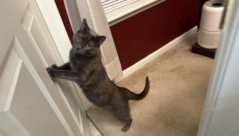Olga with her paws on the door