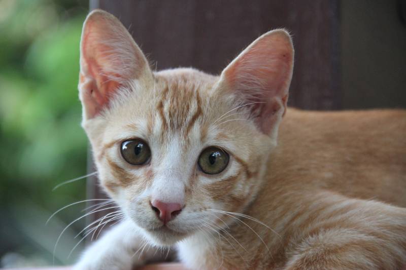 Orange Kucing Malaysia cat staring the camera