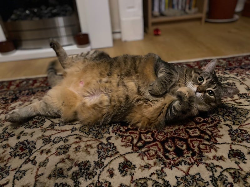 Pancake the cat sprawling on a rug