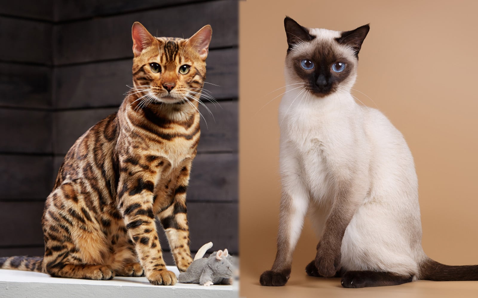 Parent Breed of BengalSiam Cat