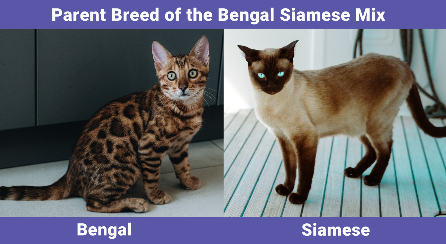 Bengal Siamese Mix Info, Pictures, Care, Traits & More Catster