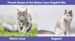 Maine Coon Ragdoll Mix: Info, Pictures, Care, Traits & More - Catster