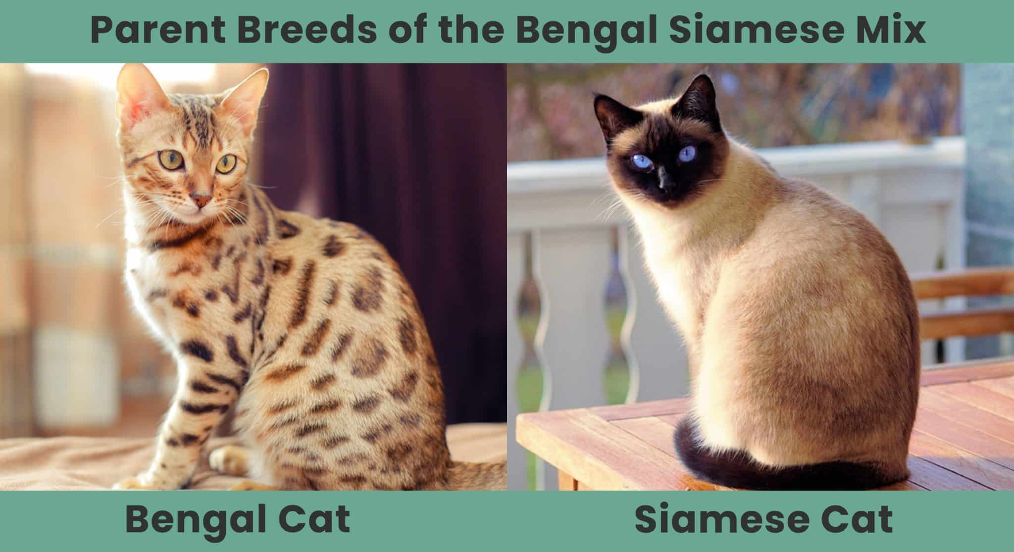 Parent Breeds of the Bengal Siamese Mix