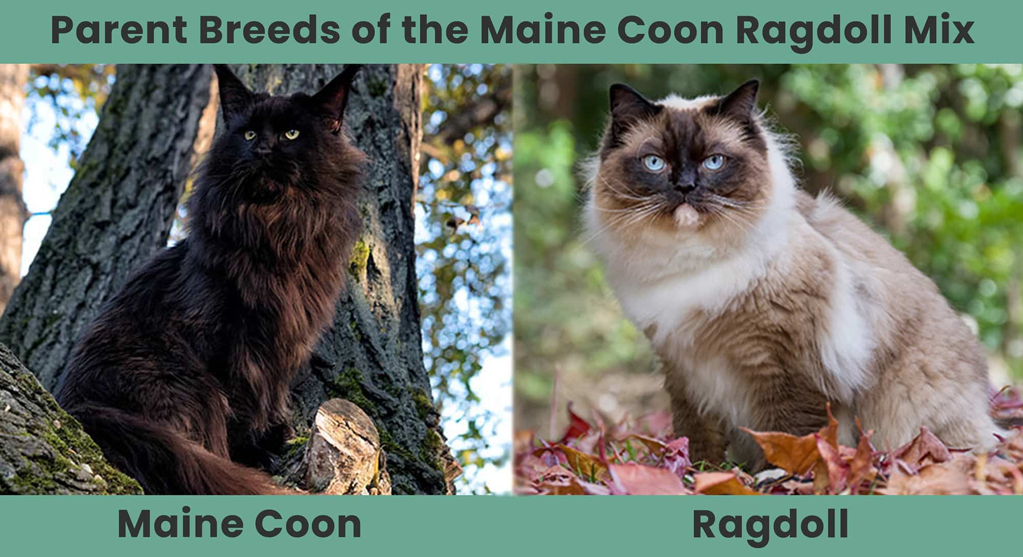 Parent Breeds of the Maine Coon Ragdoll Mix