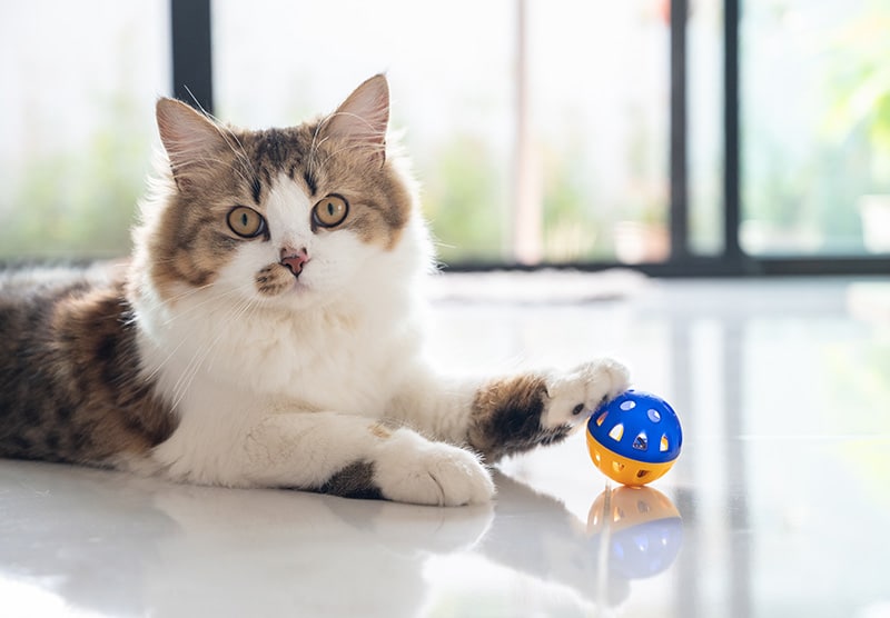 persian mix cat playing with ball