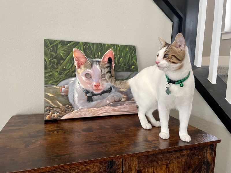 PortraitFlip - makoa standing on the cabinet with his portrait