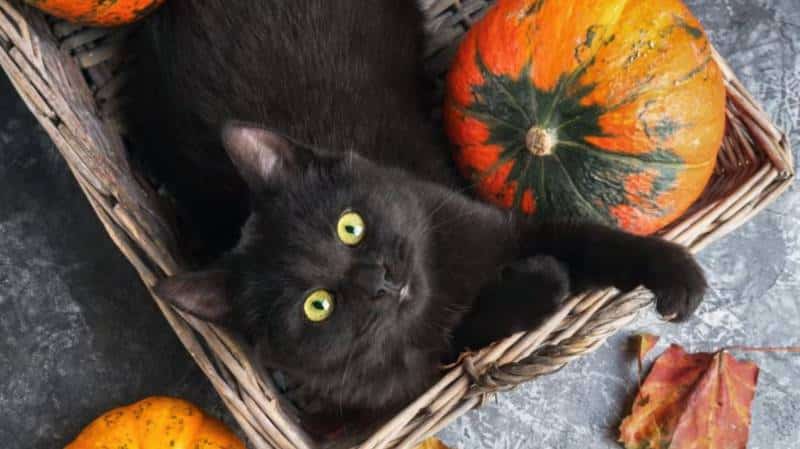 Pumpkin Treat Recipes For Your Cat