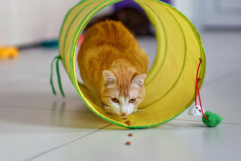 Red tabby cat in the tunnel