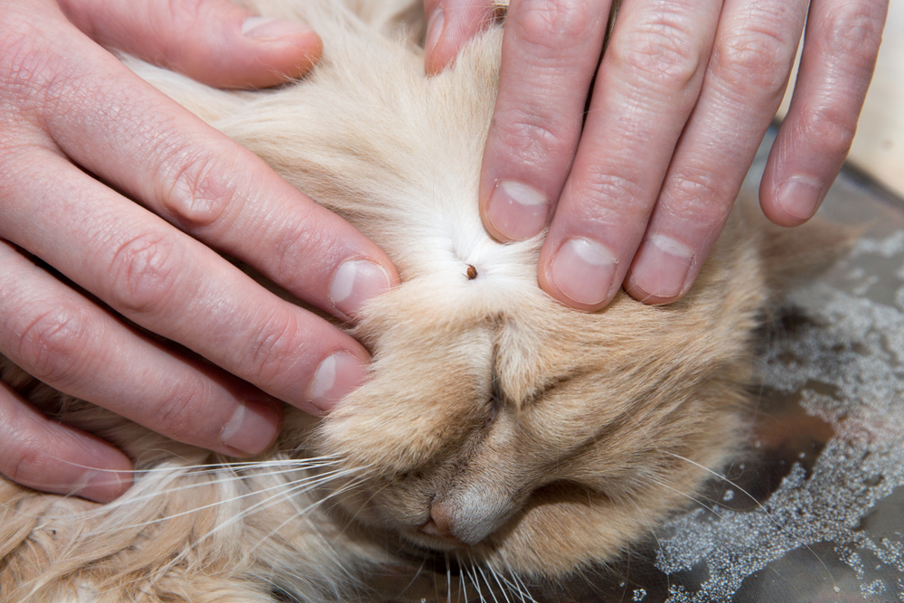 Removing a tick from cat skin