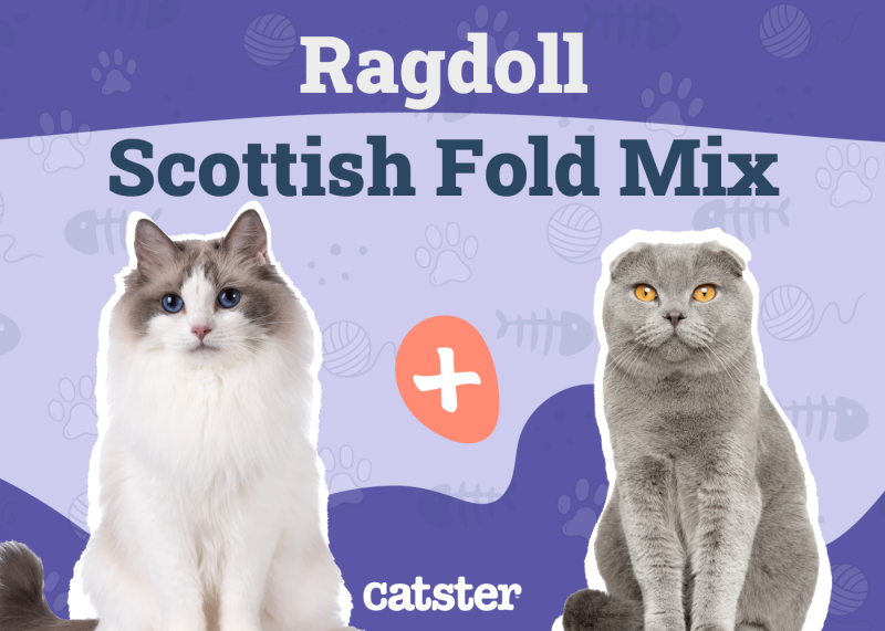 Scottish Fold Ragdoll Mix