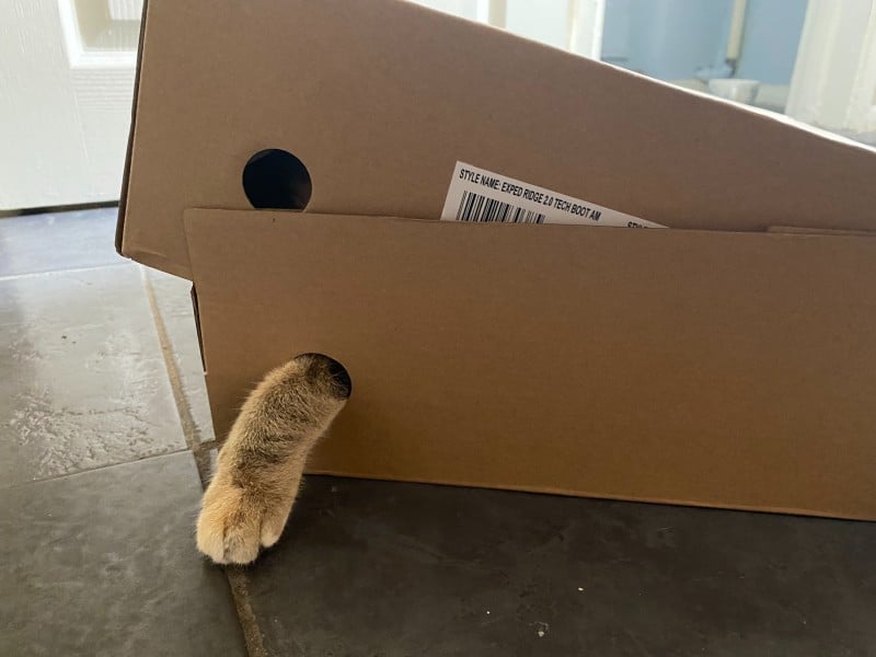 Simple boxes can be a form of endless enrichment for cats, and entertainment for human companions.