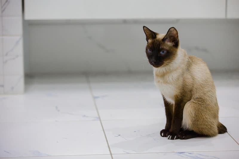 Small cat Scyth-toy-bob sitting on the bathroom