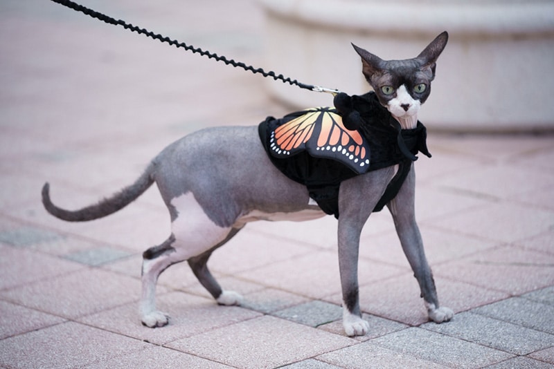 Sphynx cat on leash