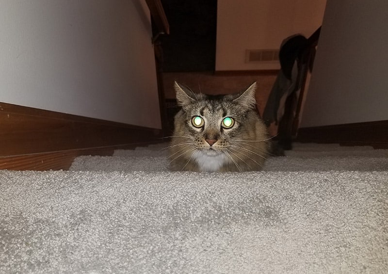 Spooky cute Halloween cat with glowing eyes ready to pounce