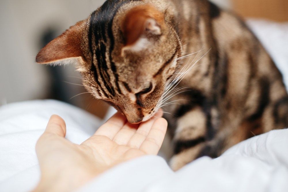 Tabby pet cat sniffing human hand palm