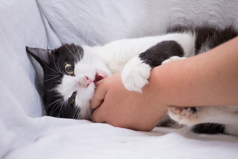 The cat bites the woman's hand