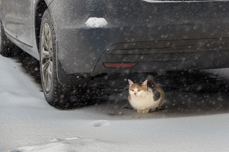 The homeless not purebred cat hides in the shelter under a car body from snowfall