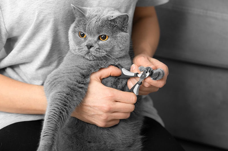 The veterinarian trims the nails of a British breed cat