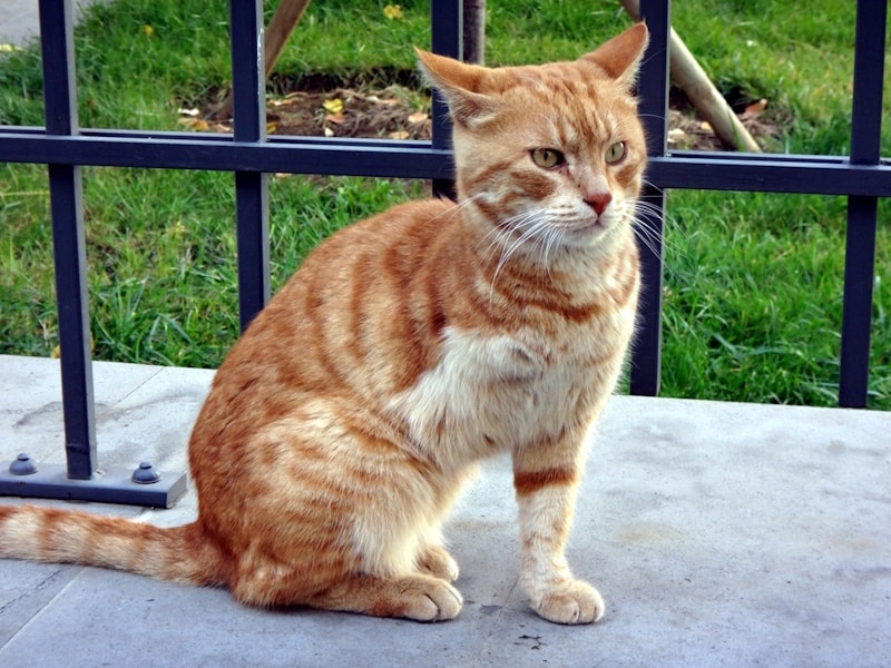 Three-legged cat sitting near the railings
