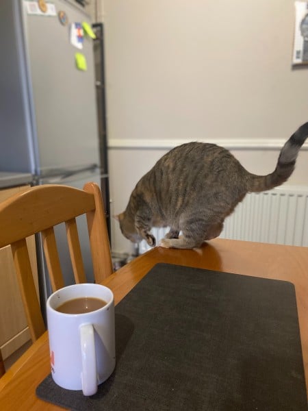 Tiller jumping off the table