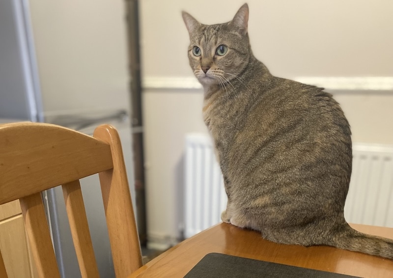 Tiller sitting on the edge of the kitchen table