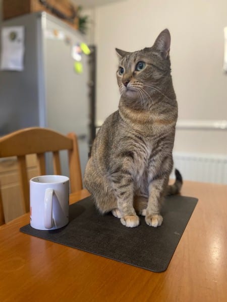 Tiller sitting on the table