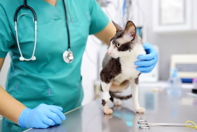 Vet checking up on three-legged cat