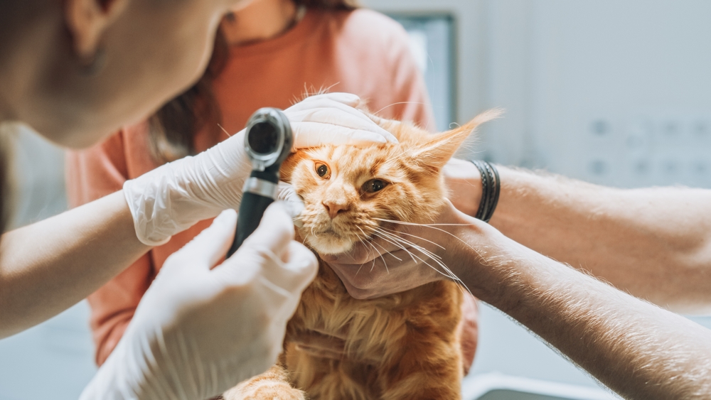 Veterinarians Examining the Eyes of a Pet Maine Coon with an Otoscope