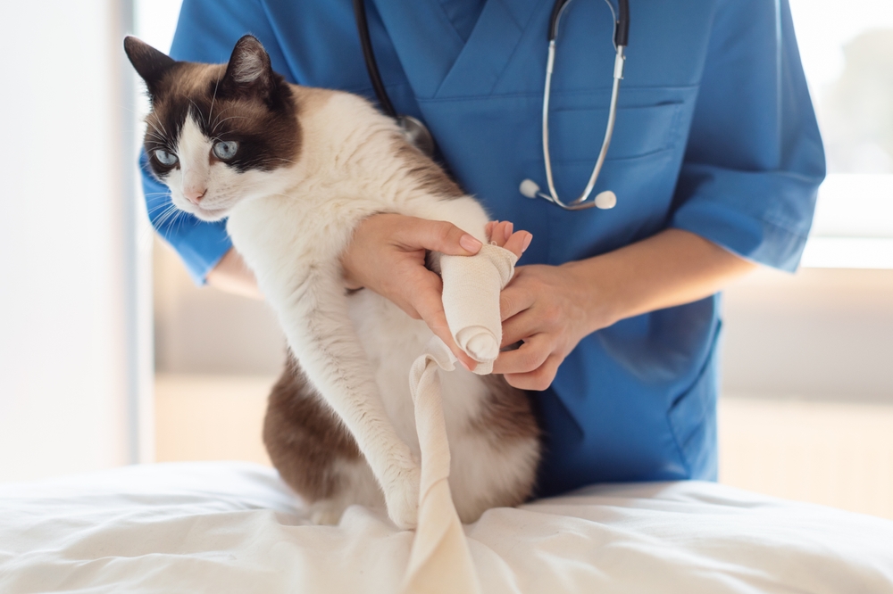 Veterinary Surgeon Woman Applying Medical Bandage On A Cats Leg
