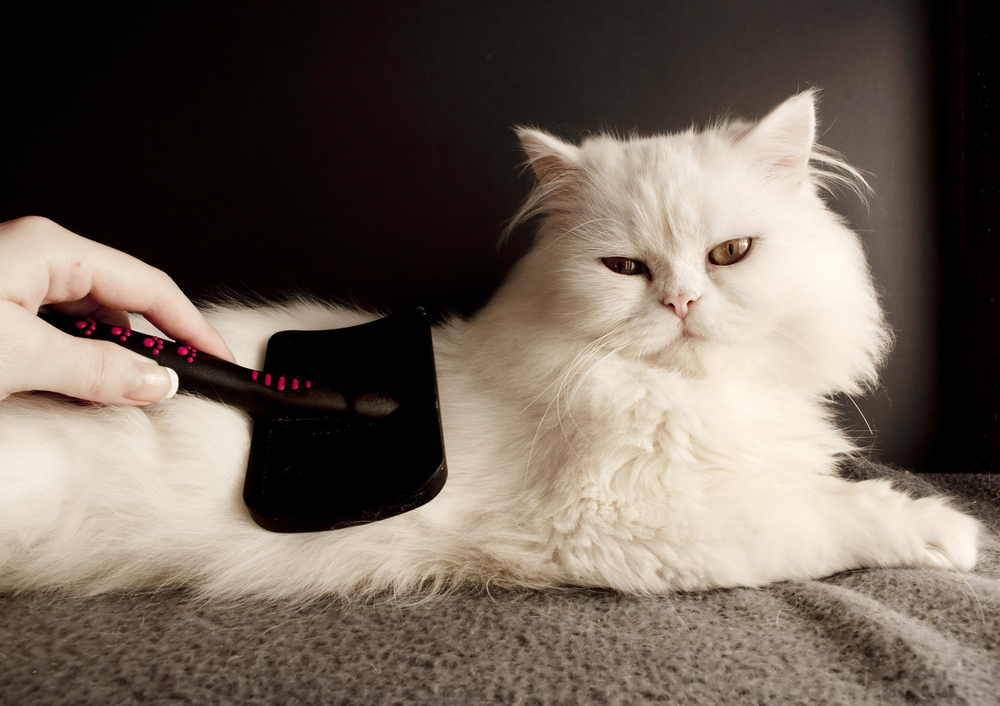 Woman combing fur of a white Persian cat