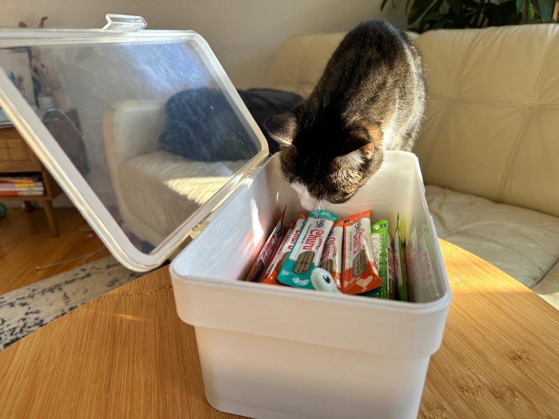 Yamazaki Airtight Pet Container - cat sniffing the treats in the container