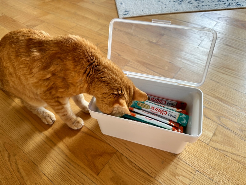 Yamazaki Airtight Pet Container - tabby cat sniffing the treats in the container