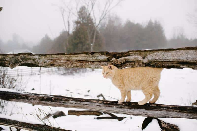a barn cat on a fence during winter