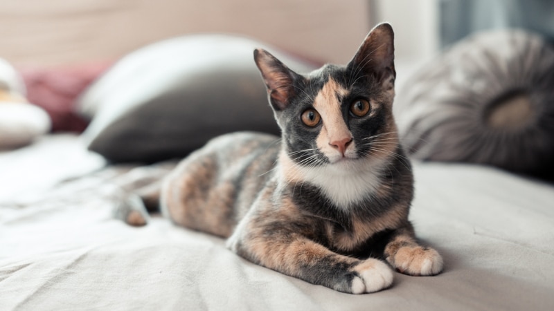 a calico asian cat