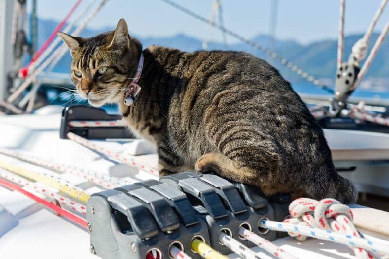 a cat on a boat