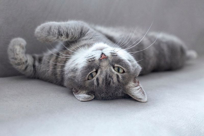 a gray cat lies on its back