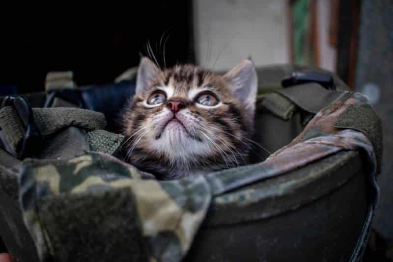 a kitten looking up from soldier's hat