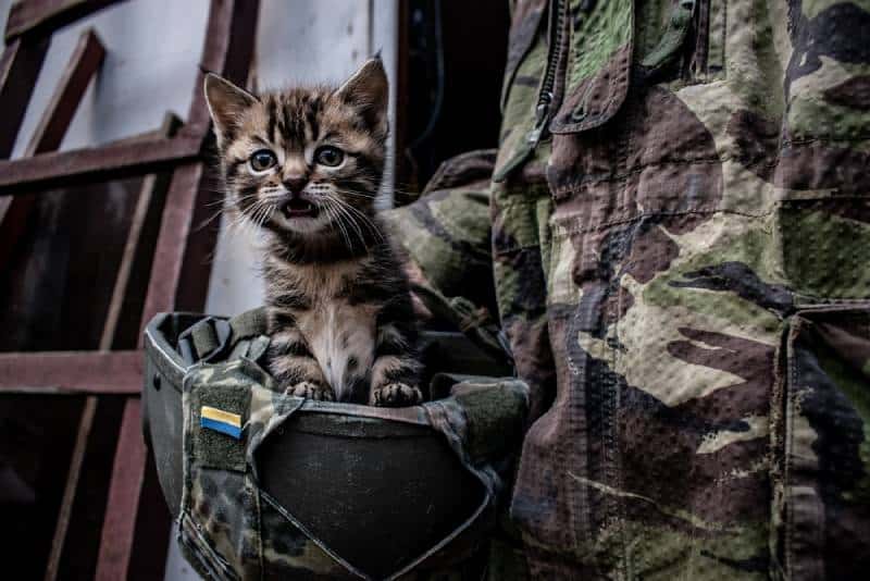 a little kitten in a soldier's hat