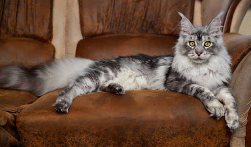 a marble silver maine coon with ear and toe tufts