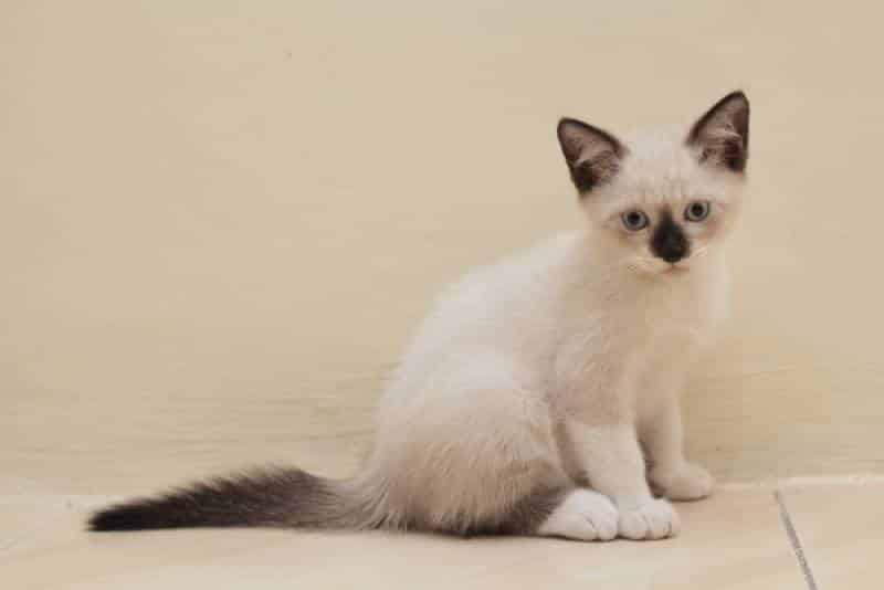 a mixed himalayan siamese kitten