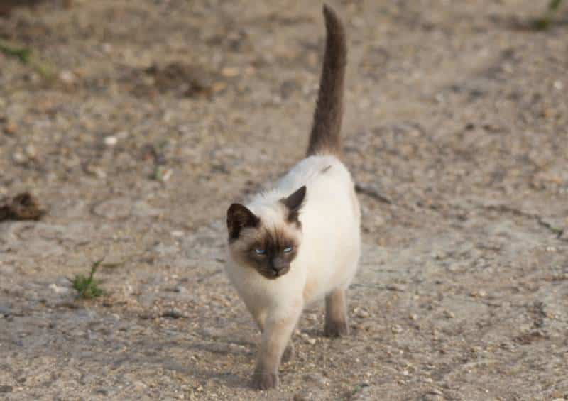 a mixed siamese cat breed walking outdoors