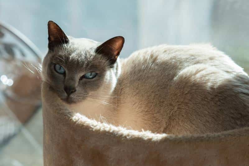 a tonkinese siamese mixed cat