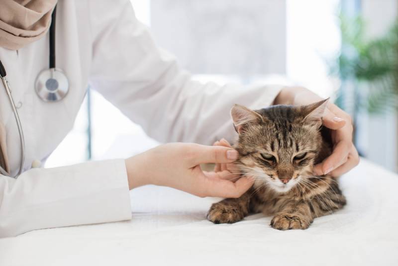 a vet checking a cat's lymph nodes